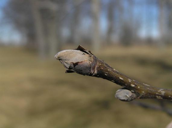 Tree bud