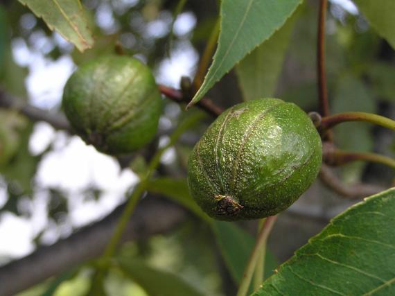 Tree fruit