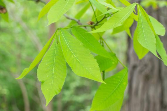 Tree leaves