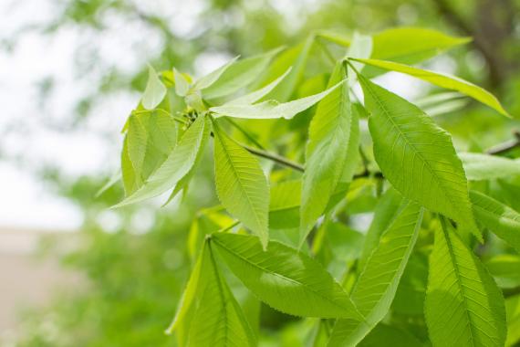 Tree leaves