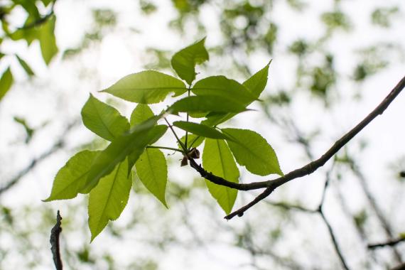 Tree leaves