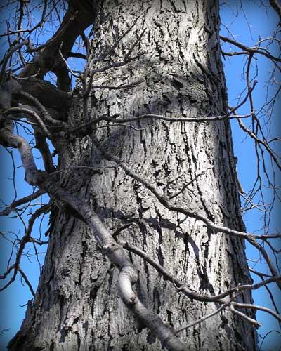 Tree bark
