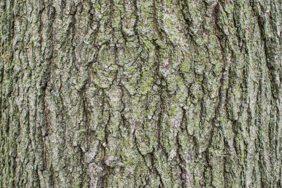Tree bark