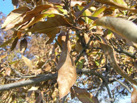 Tree branch