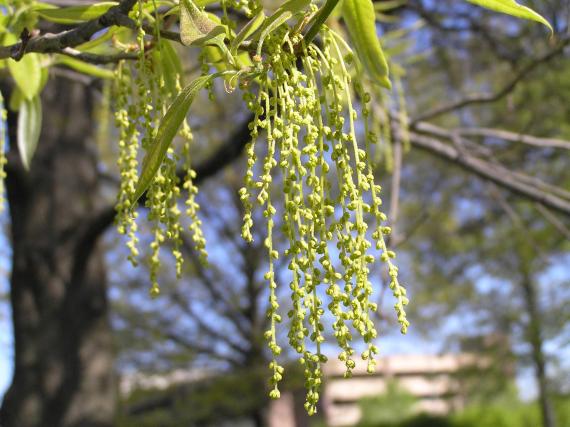 Tree flower