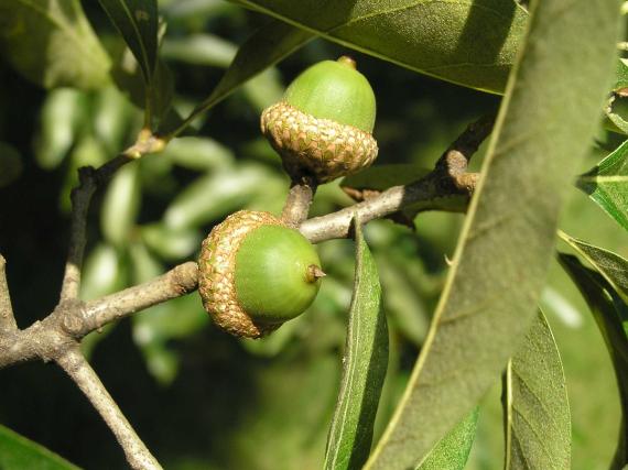 Tree fruit