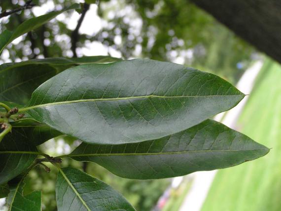Tree leaves