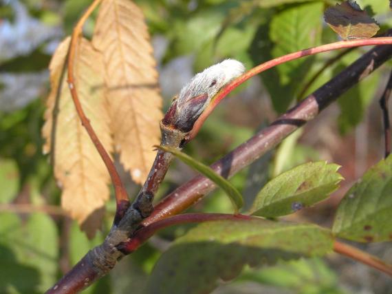 Tree branch