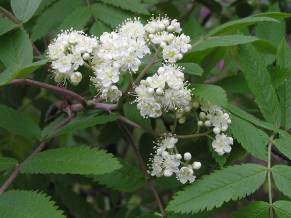 Tree flower