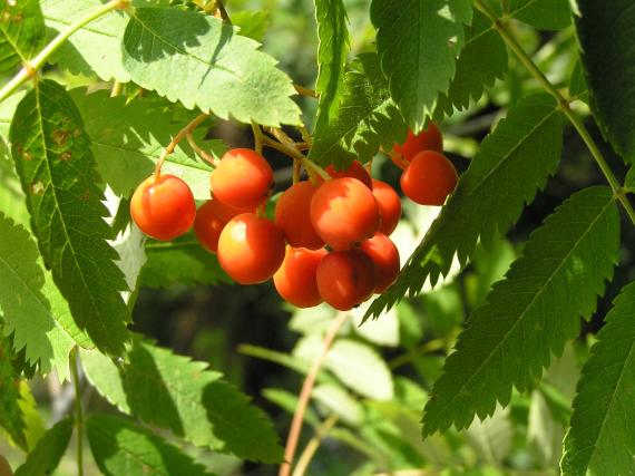 Tree fruit