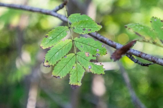 Tree leaves