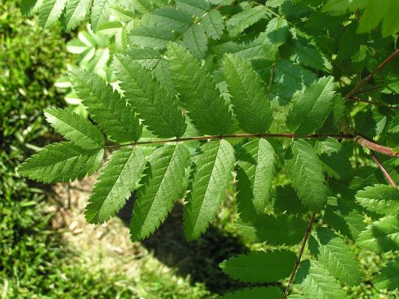Tree leaves