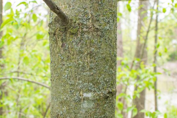Tree bark