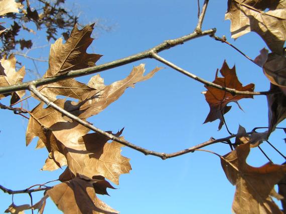 Tree branch