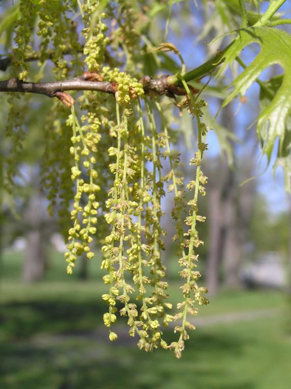 Tree flower