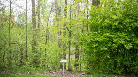 Tree habit