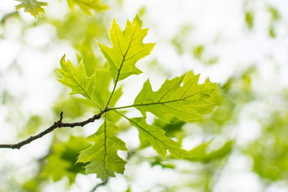 Tree leaves