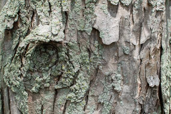 Tree bark