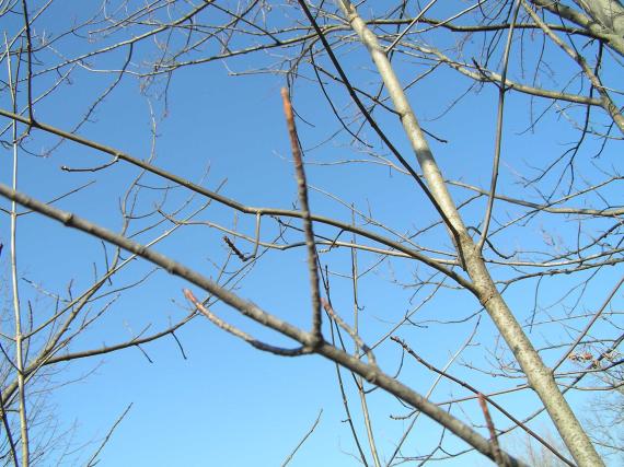 Tree branch