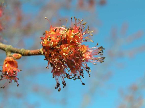 Tree flower