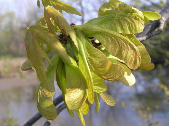 Tree fruit