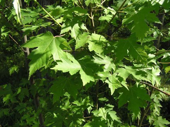 Tree leaves