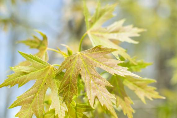 Tree leaves in spring
