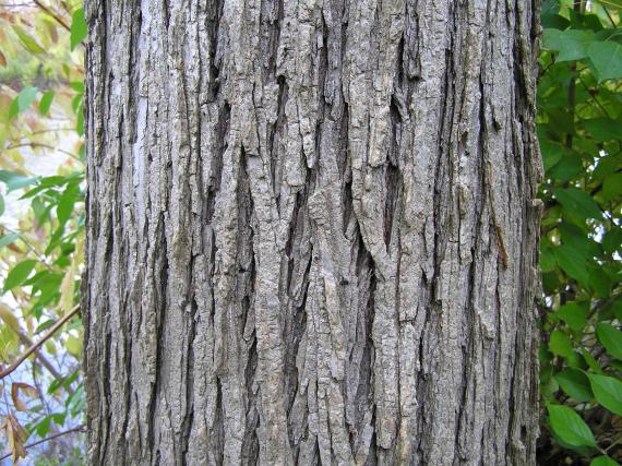 Tree bark