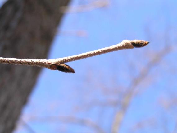 Tree bud