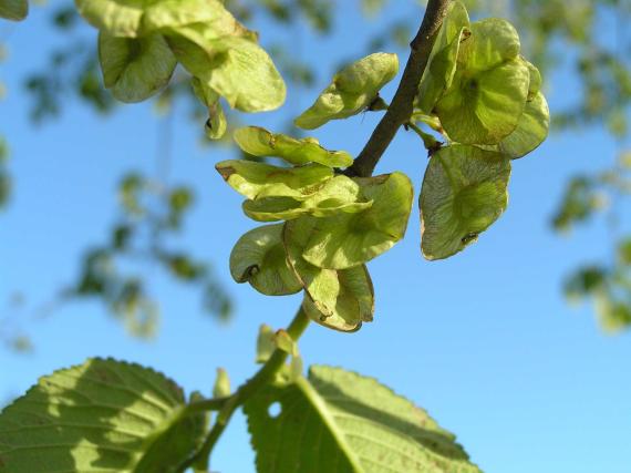Tree fruit