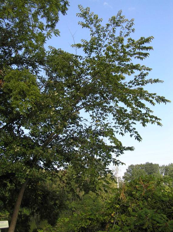Tree habit