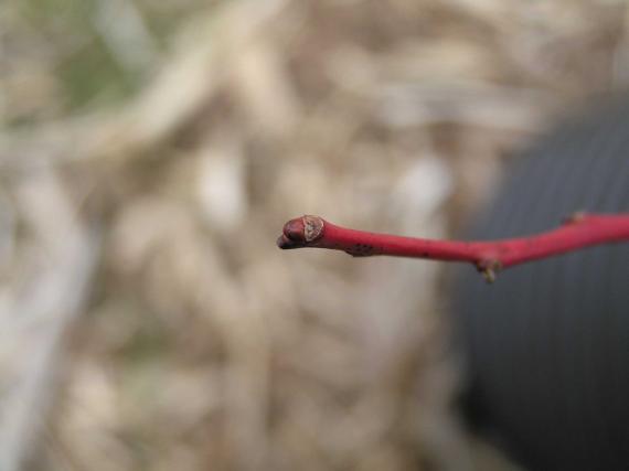 Tree bud