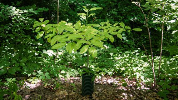 Tree habit