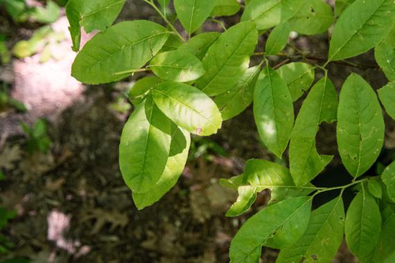 Tree leaves