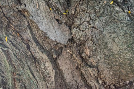 Tree bark