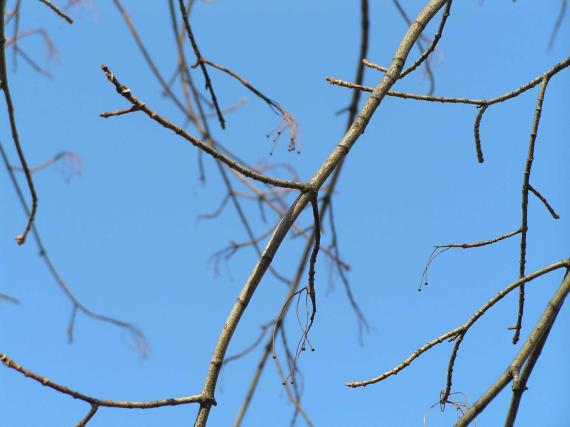 Tree branch