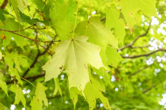 Tree leaves in fall