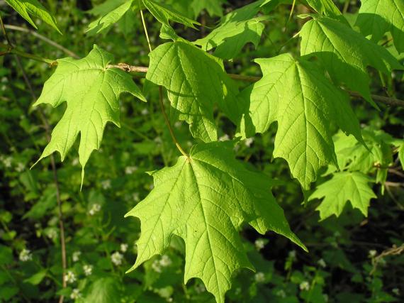 Tree leaves