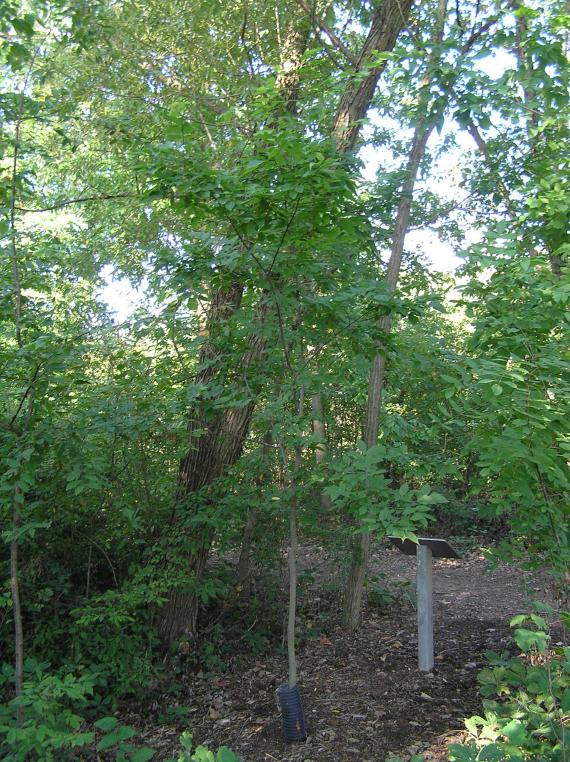 Tree habit