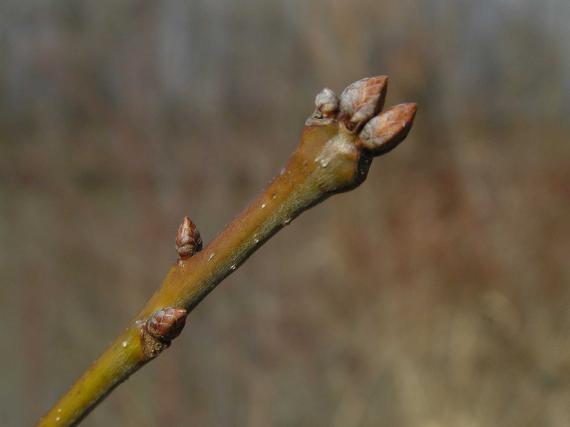 Tree bud