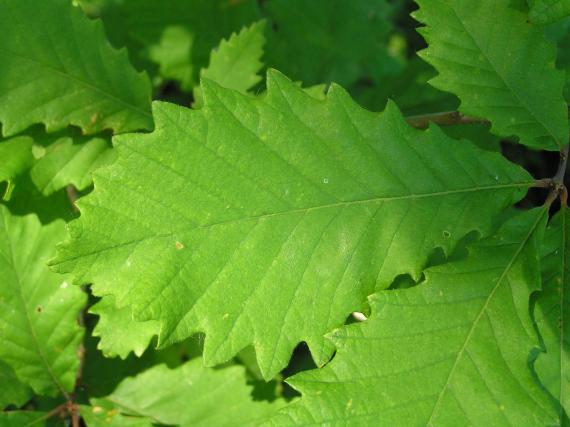 Tree leaves