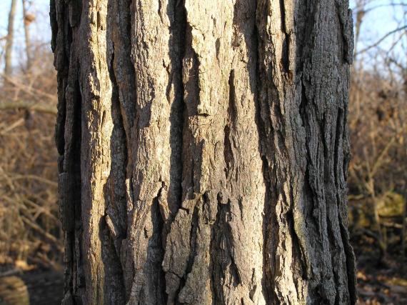 Tree bark