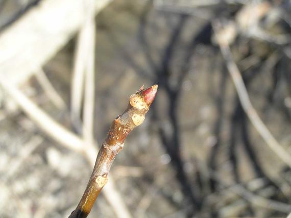Tree bud