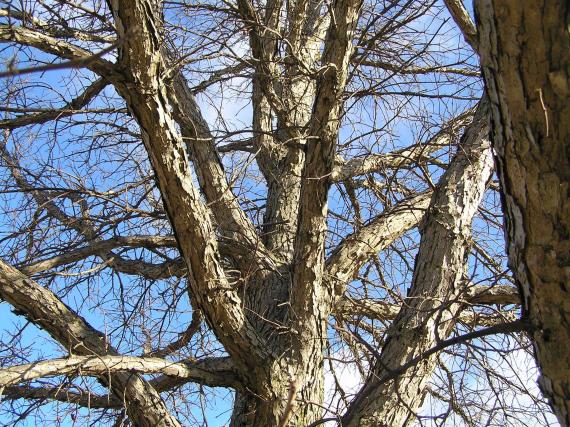Tree bark