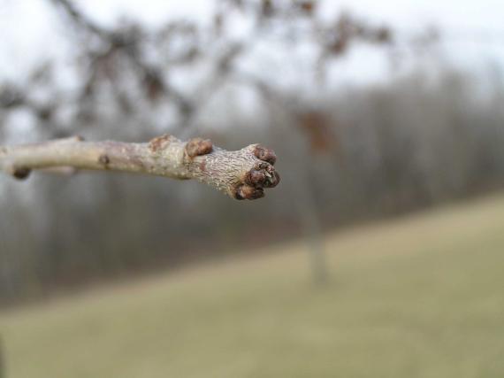 Tree bud