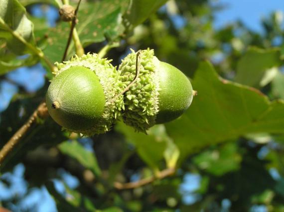 Tree fruit