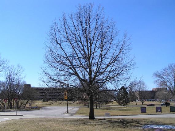 Tree habit