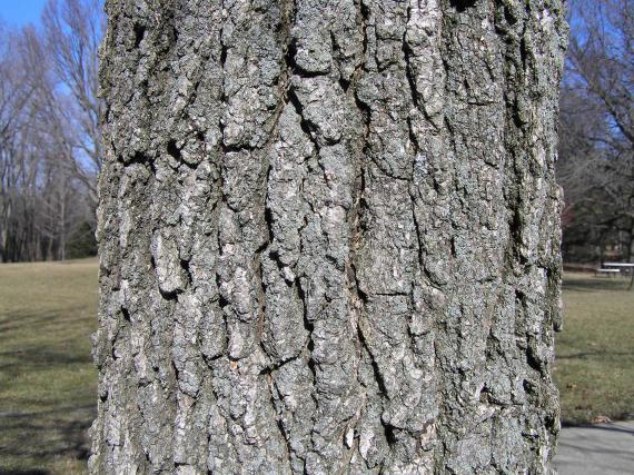 Tree bark