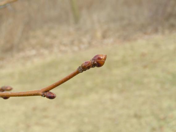 Tree bud