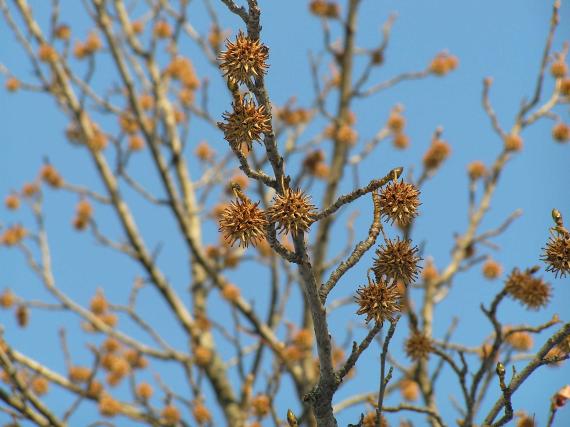 Tree fruit